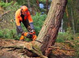 Best Tree Disease Treatment  in De Soto, IL